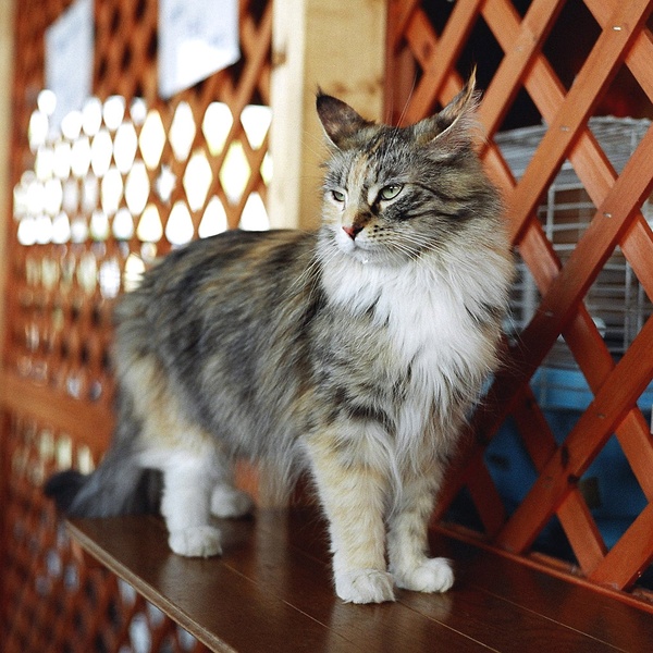 名贵猫咪的品种及图片大全,十大名贵猫咪品种排行榜