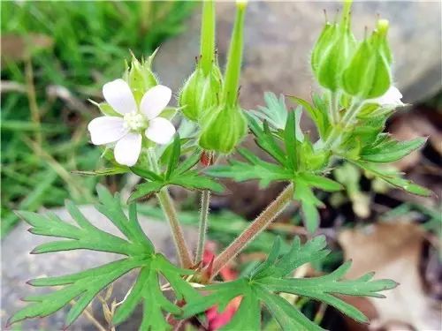 那些常见却叫不上名字的野花野草,常见的野花野草却是农家之宝