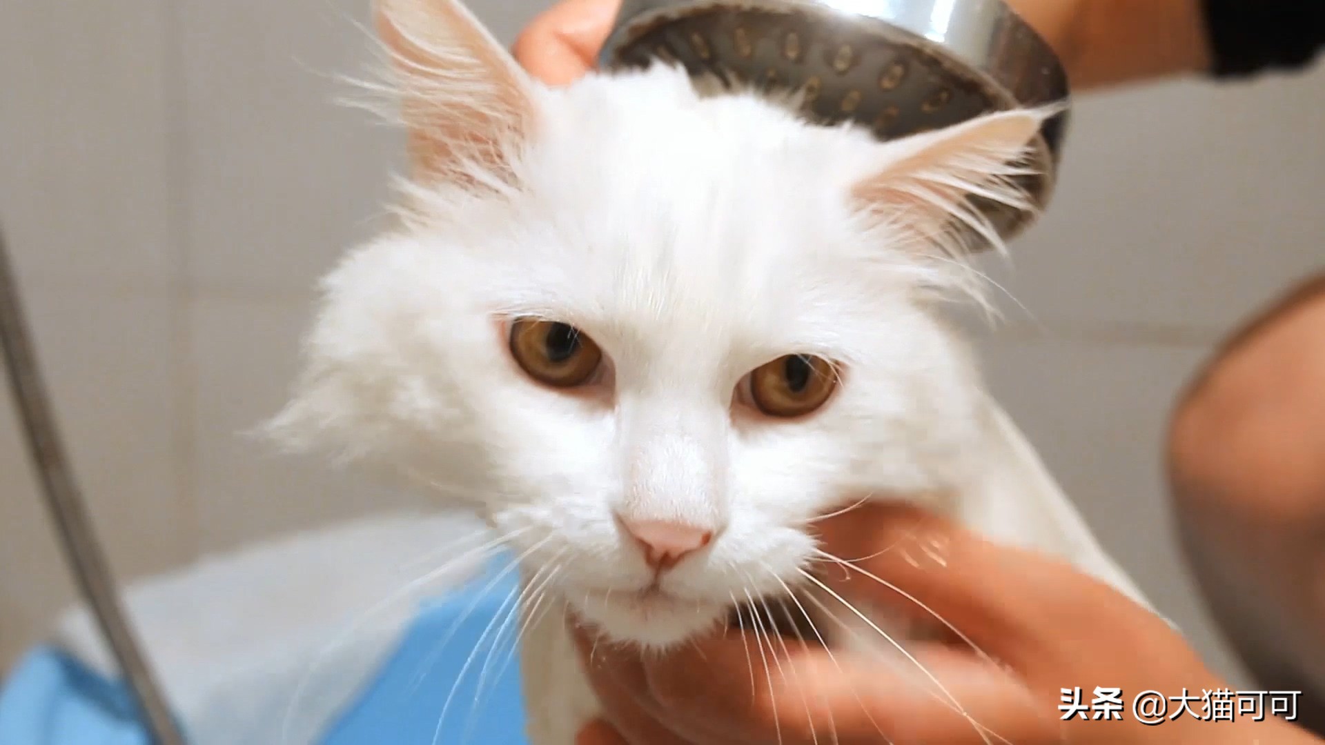 多久给猫洗一次澡最合适,猫能洗澡吗多久洗一次