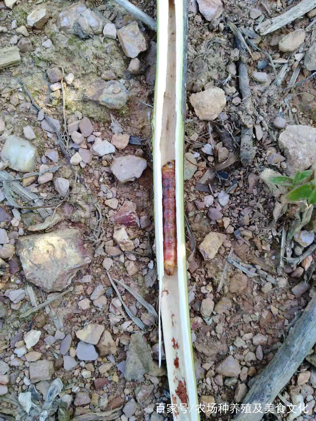 天牛危害症状图片,桉树天牛危害图片