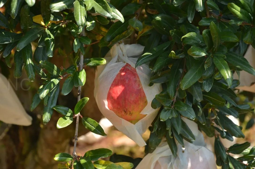 吃石榴不吐皮,吃石榴不吐籽的石榴