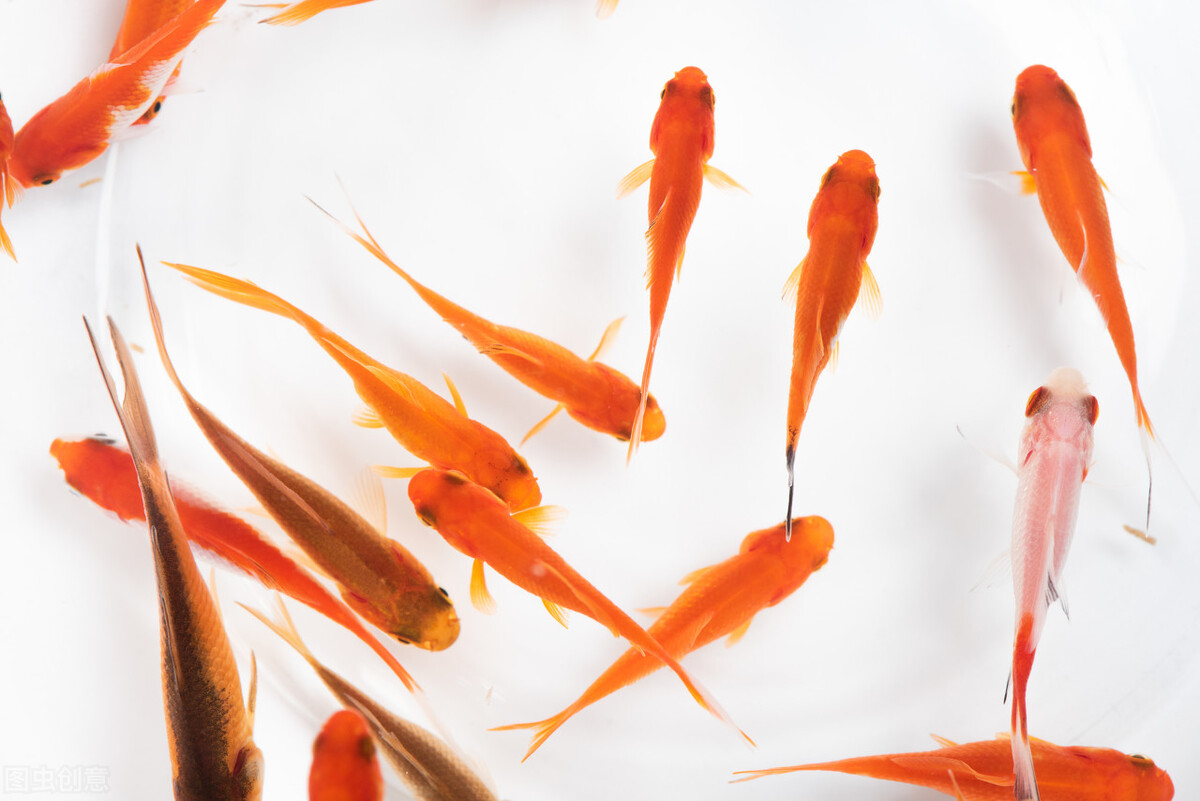 小金鱼几天喂一次食最合适,小金鱼几天喂一次食合适