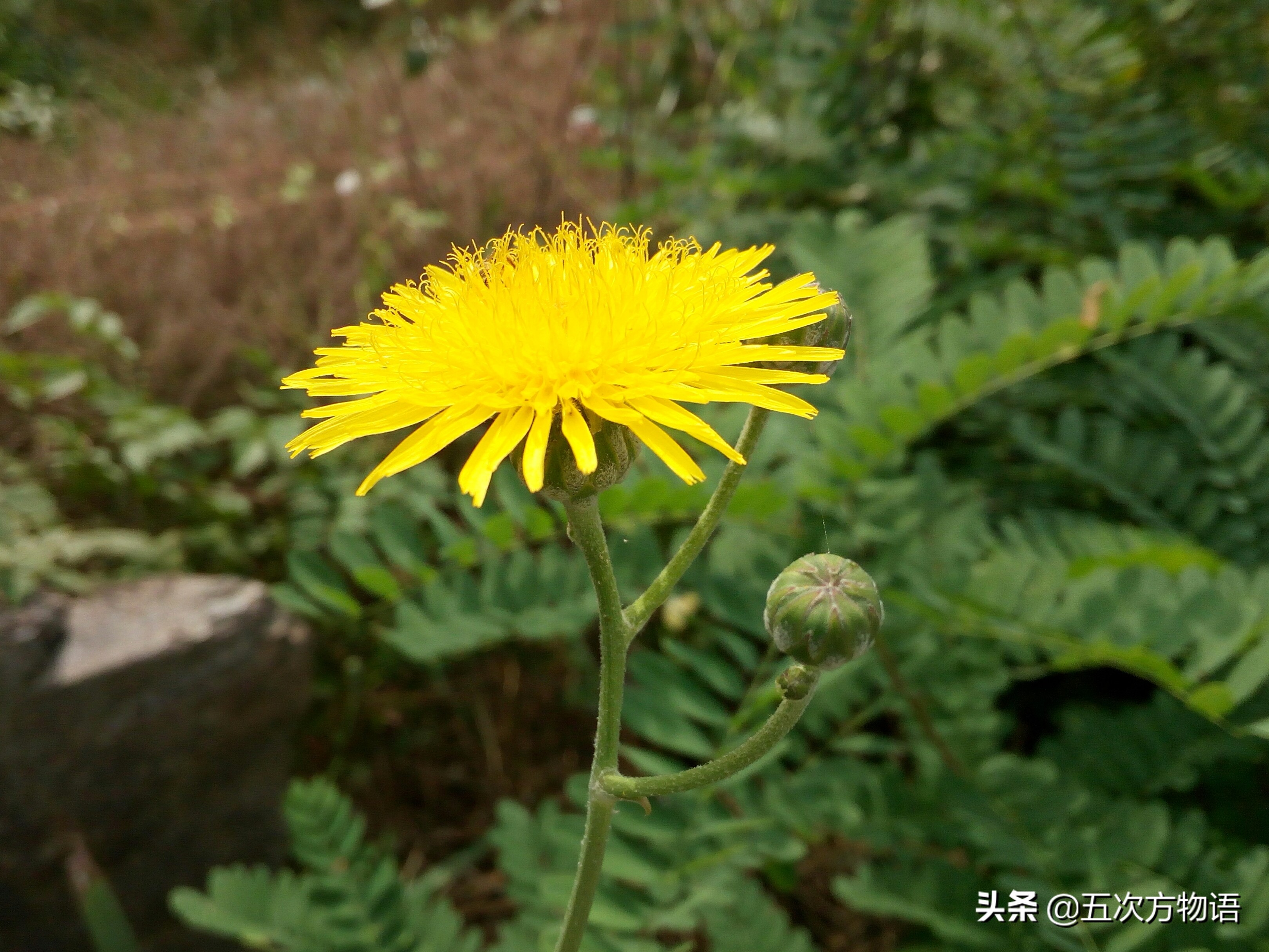 1分钟了解蒲公英,蒲公英科普知识资料大全