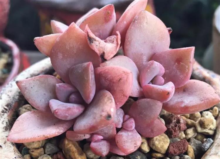 想要多肉长大要怎么做,多肉如何快速爆盆夏天