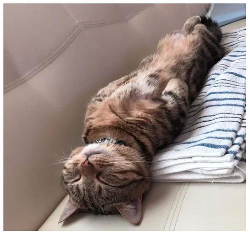 铲屎官做到这7点猫咪越养越干净,猫咪的健康是铲屎官最担心的事