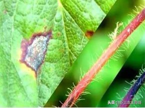 草莓烂根枯萎了如何补救,草莓烂根死苗是什么原因引起的