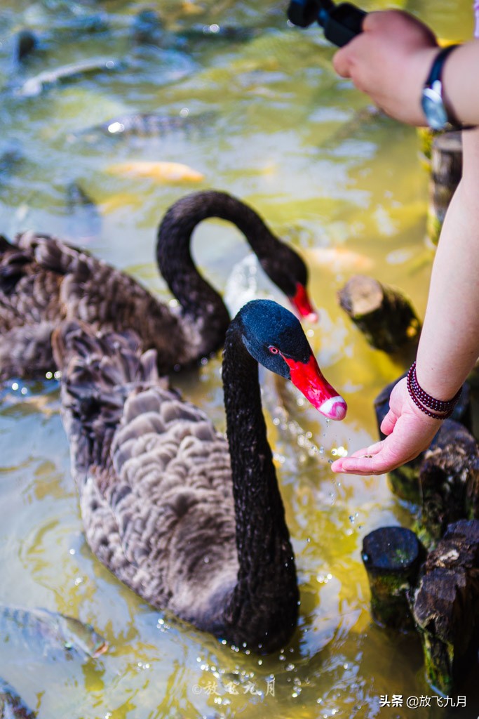 西双版纳自驾游不花钱的景区,云南西双版纳旅游攻略必去景点