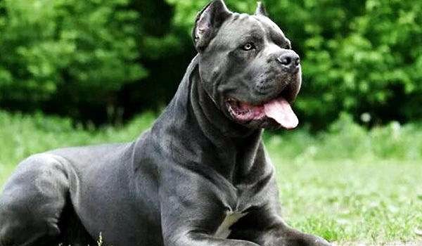 世界上六种猛犬排行榜,世界猛犬的前十名