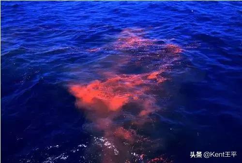 海里的粑粑,海里有粪便吗