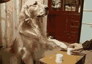 猫咪猜杯子游戏第三关,猫猜杯子游戏