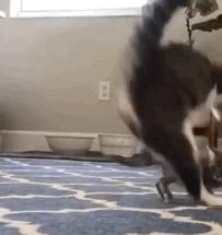 残疾猫能成为一个合格的猫妈妈吗？