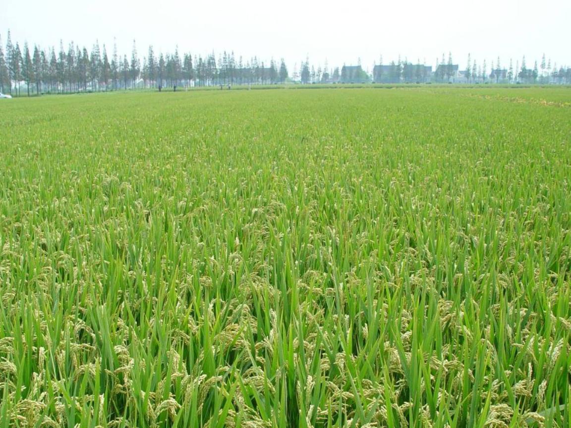 种植水稻高温天气需要注意什么,水稻灌浆期遇低温冷害怎么办