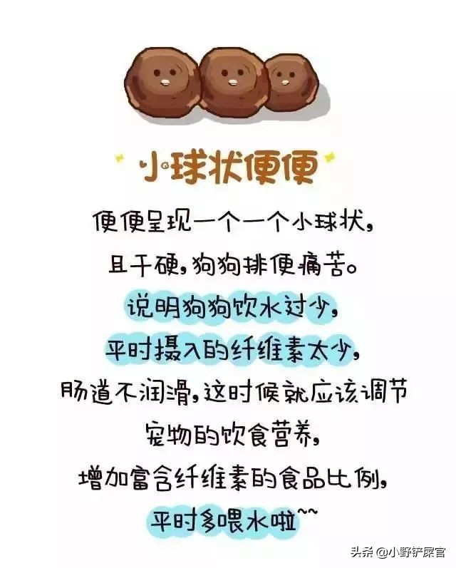 狗狗铲屎官的必要知识,作为狗狗的铲屎官该如何铲屎