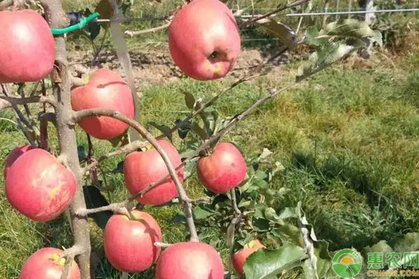 冷门苹果有哪些品种,现在常吃的苹果品种
