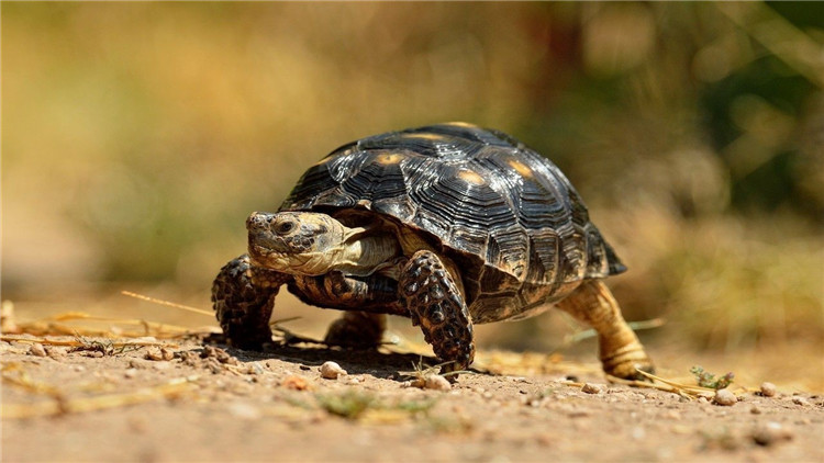 乌龟不吃东西怎么急救,乌龟不吃东西怎么治