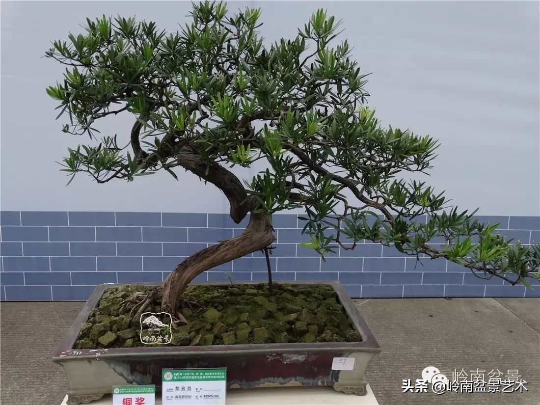 开运招财，非其莫属！清风雅韵，当之无愧！