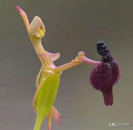 十种稀有长寿花,80个长寿花品种全都美极了