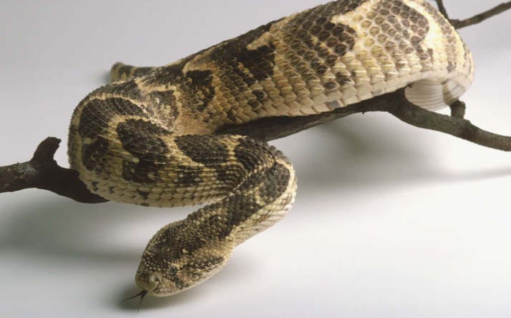 你们吃的野味蜜獾，居然是称霸非洲的平头哥