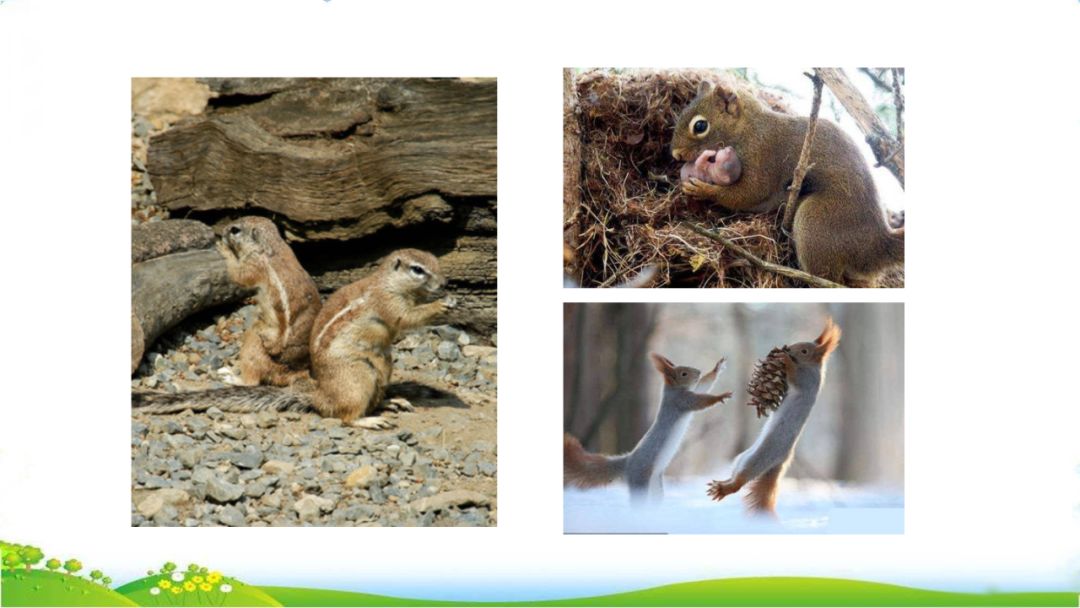 五年级语文第17课松鼠讲解,五年级上册第17课松鼠教材详解