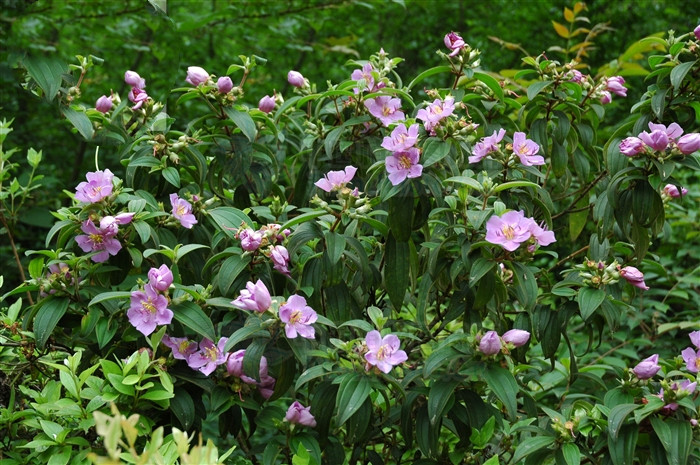 野牡丹主治什么,野牡丹果能吃吗