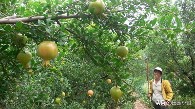 石榴膨大期，小心果腐病高发，别让僵果成为果园一道风景线