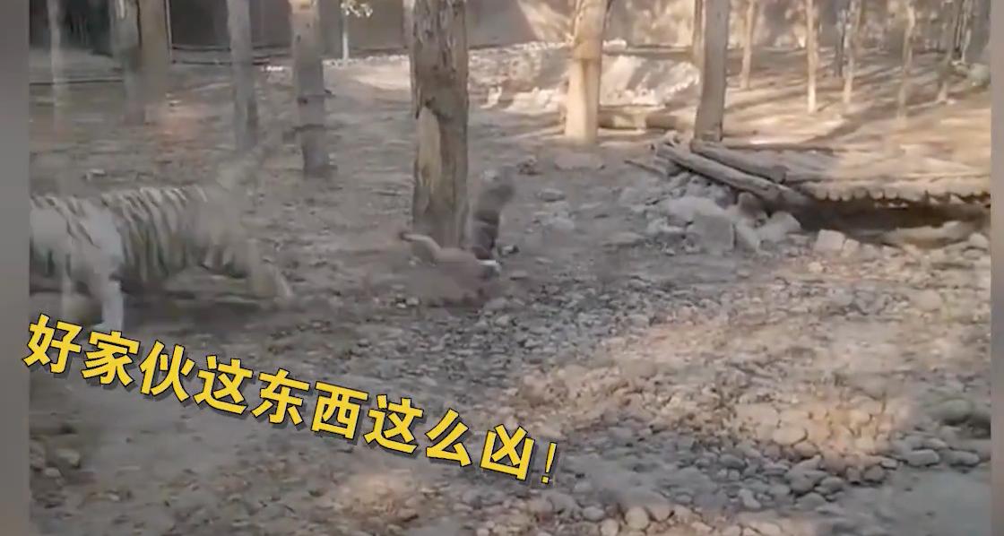 老虎幼崽追大鹅被反杀逃进笼,大鹅大战老虎老虎被吓瘫软