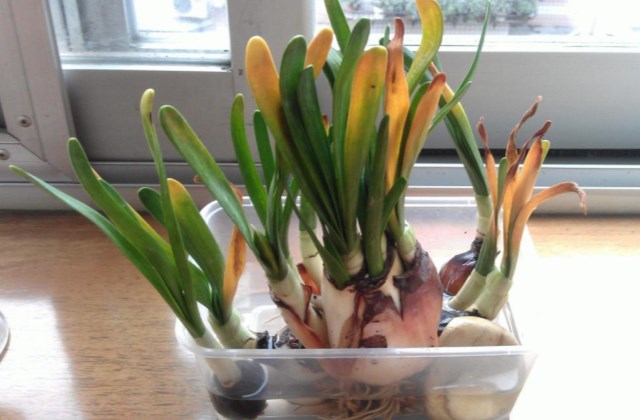 水仙发黄怎么处理,水仙发黄