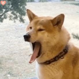 狗狗在什么情况下会有寄生虫,狗狗体内有寄生虫会出现哪些症状