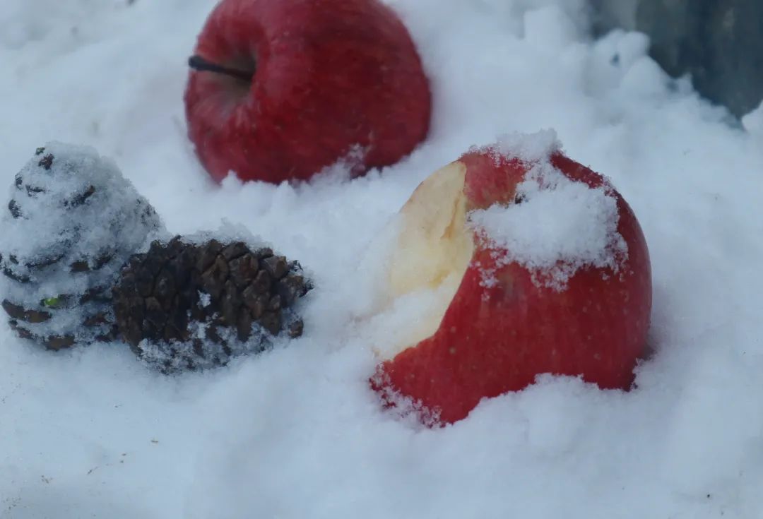 冬日雪景的诗句,黄山冬日雪景有关诗句