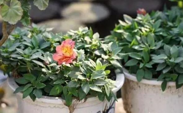 花盆里生虫子用什么药可治,花盆里生蚯蚓什么预兆