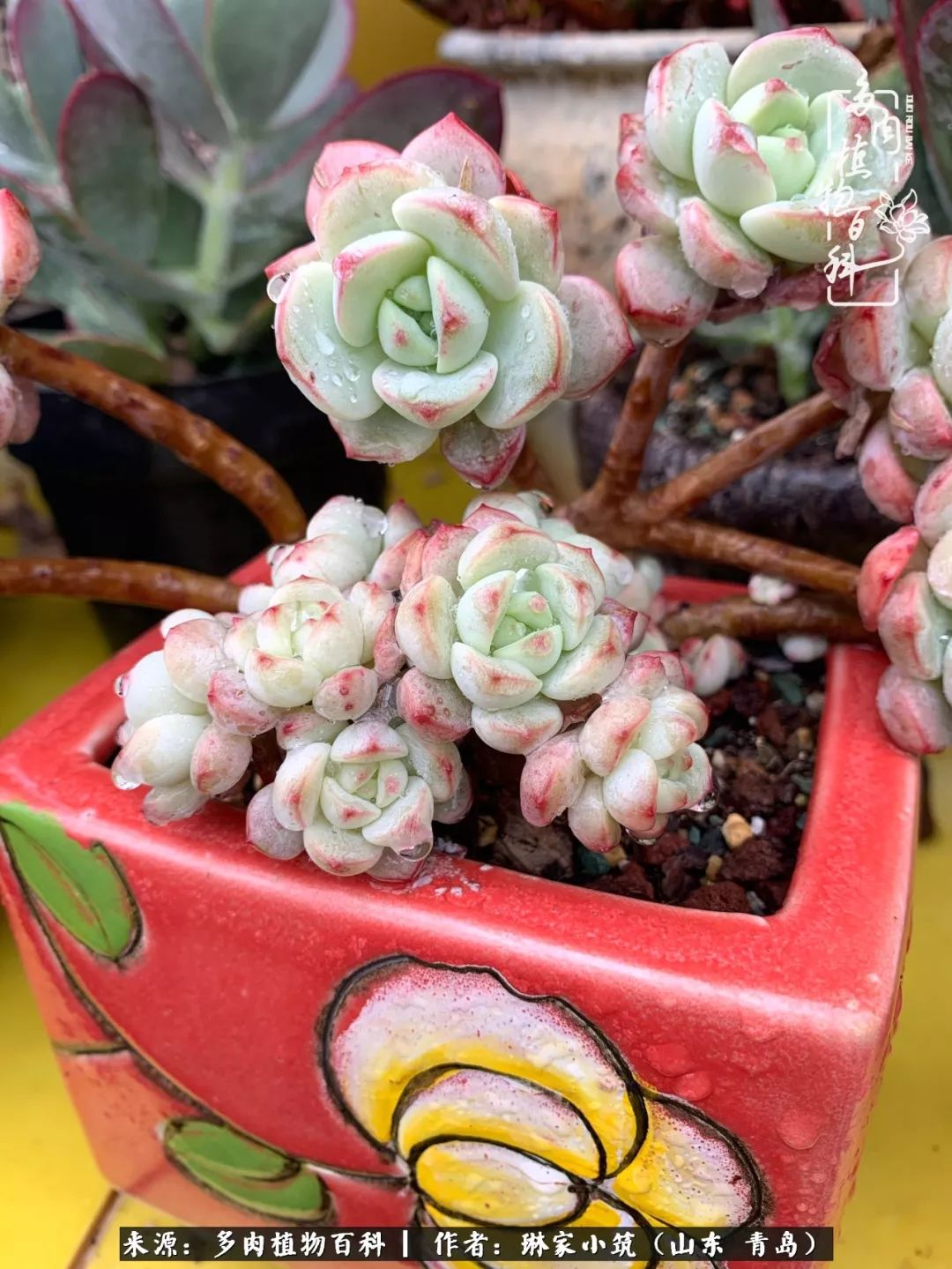 多肉冬季搬进屋里前需要浇水么,多肉过冬