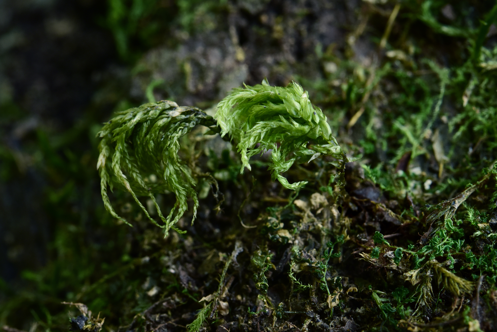 吃毒菇、睡蛇窝，只为挖一堆草，这个重庆博士要做当代神农