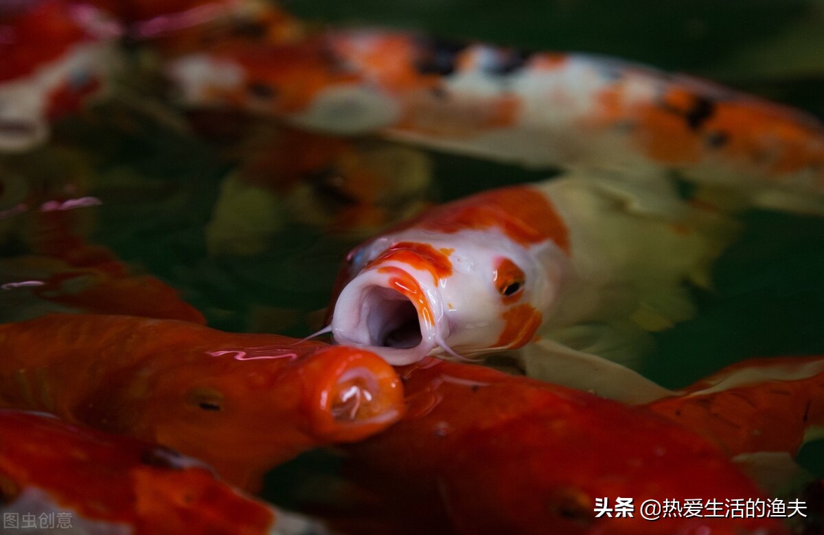 鱼缸换水能一次换全部吗,鱼缸换水可以直接换溪水吗