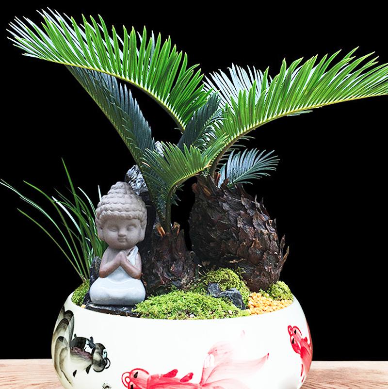 苏铁叶子特点,苏铁叶绿色怎么养