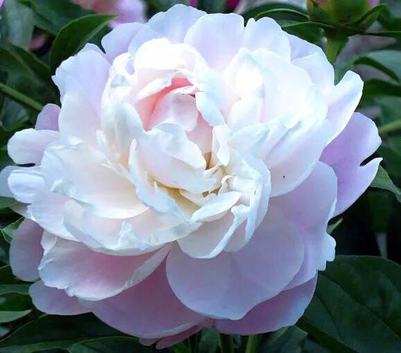 杨妃出浴是牡丹还是芍药,杨妃出浴芍药品种是进口品种吗