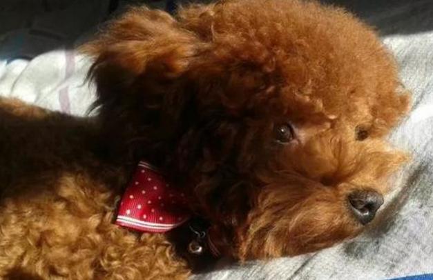 贵宾犬总是拉软便怎么办,贵宾犬的肠胃怎么调理