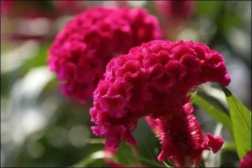 一次性摘各种各样的水果,一次性种很多草莓会怎么样