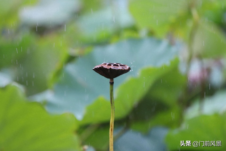 何以解烦唯有听歌,何以解忧愁唯有静心