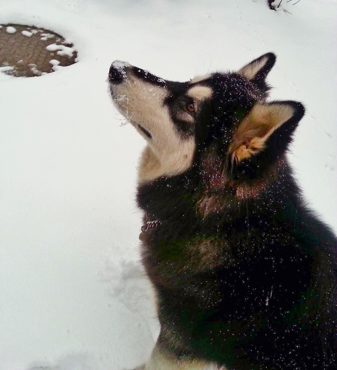 如何选适合狗狗的狗粮,怎样选适合狗狗的狗粮