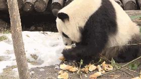 大雪主题画简单又漂亮,画中国的国宝熊猫