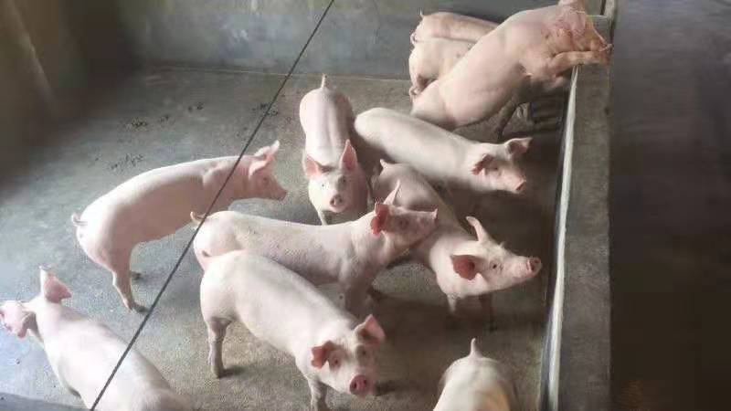 猪价十元养殖户一只猪能赚钱吗,现在猪价贵养小猪合适吗