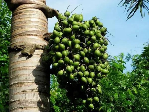 吃槟榔犯病是什么情况,吃槟榔脏器衰竭