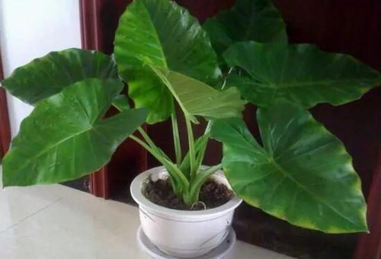 滴水观音夏天怎么养,滴水观音冬天养殖方法和注意事项