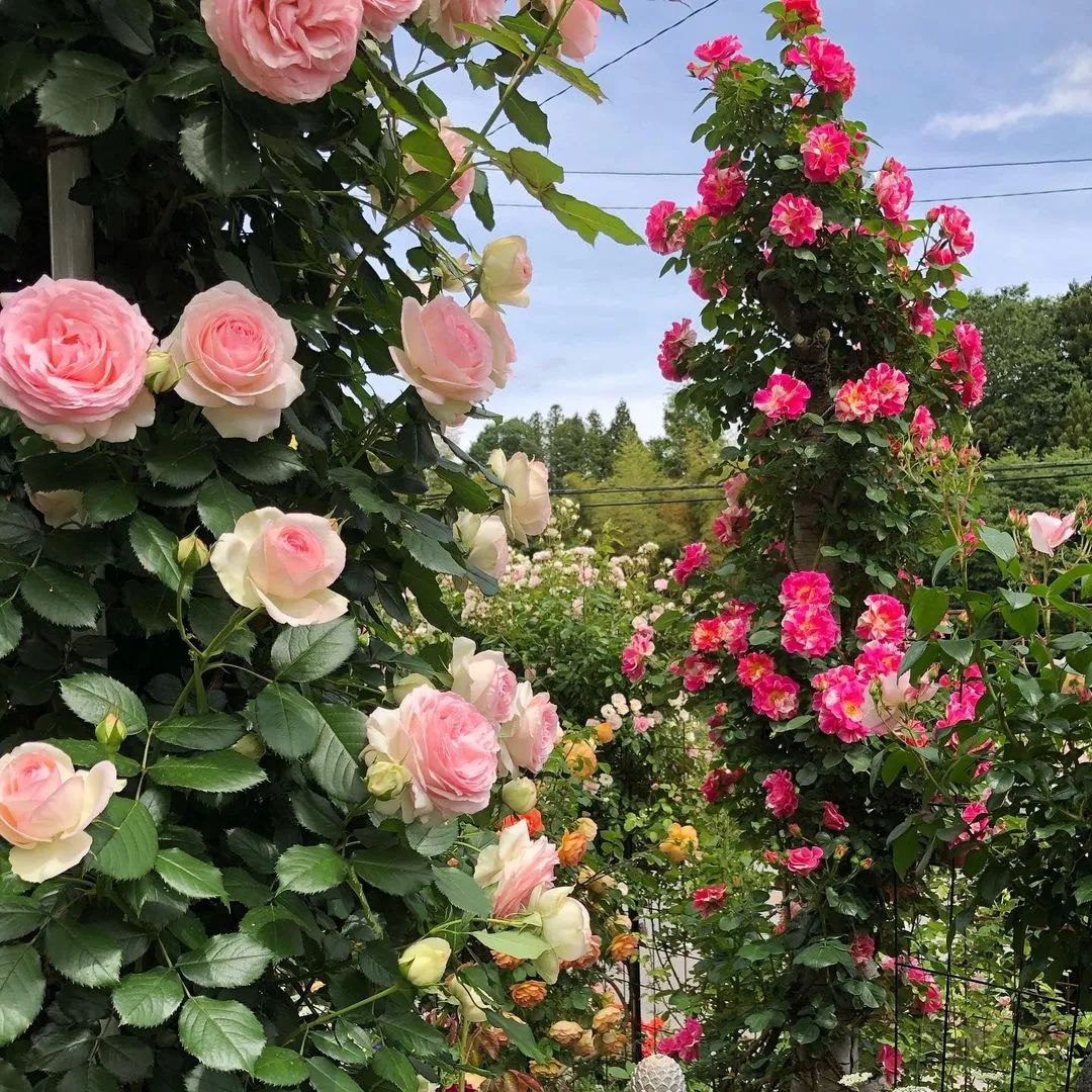 太毒了！“别人家”的月季花园，美到让人窒息
