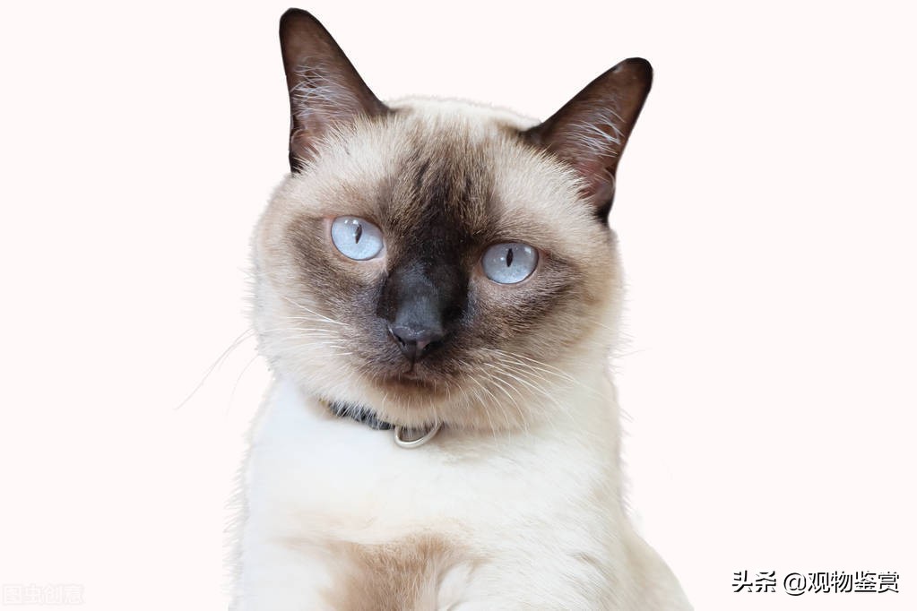 蓝白英短和暹罗猫性格,暹罗猫蓝重点色性格