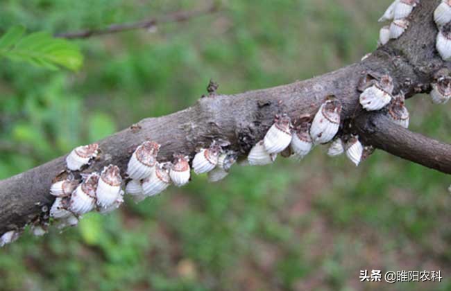 蚧壳虫防治的最好农药,蚧壳虫粉虱专用杀虫剂