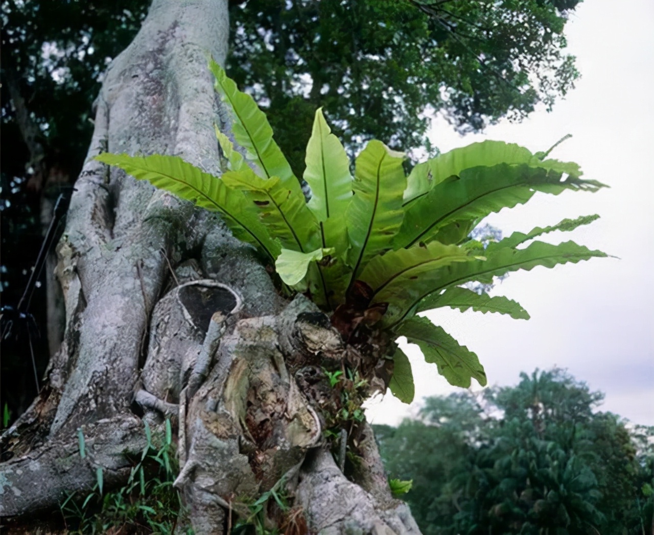 这五种盆栽太珍贵,除了蕨类还有哪些盆栽绿意盎然