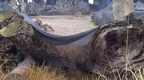 乌木的真实身份,乌木千年神木介绍