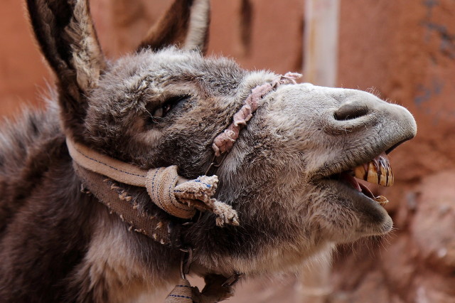 快手剧本演戏炒作卖货蛊惑老年人,快手网红负能量炒作