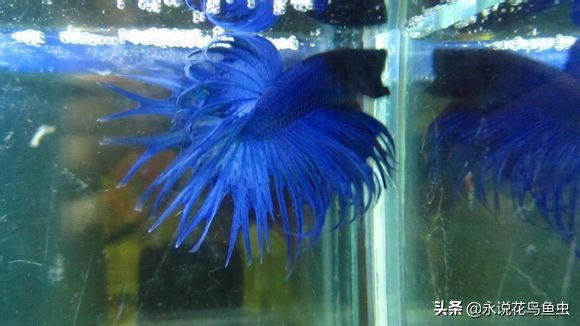 斗鱼哪个品种好养活,斗鱼品种哪个好养